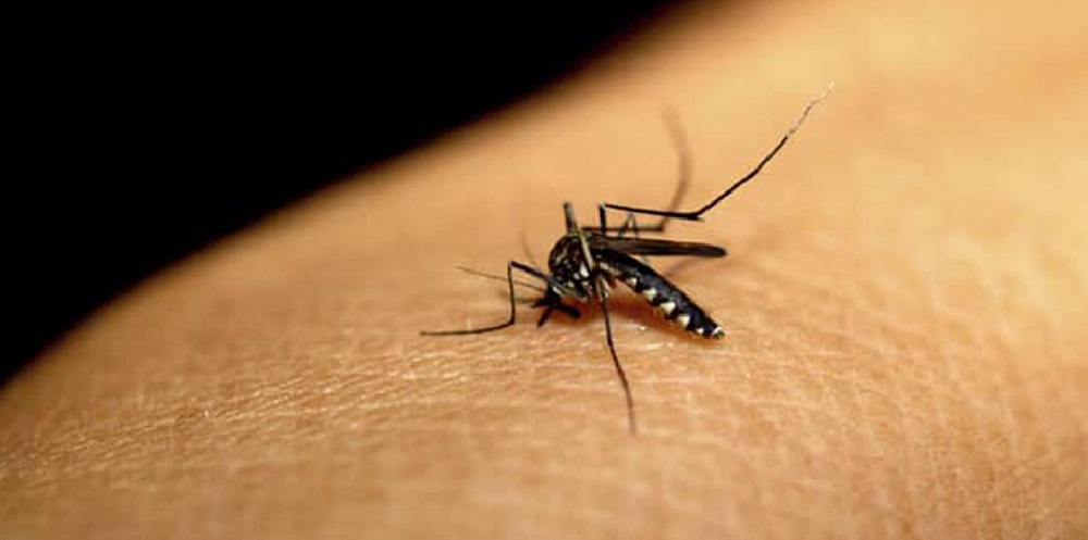 डेङ्गु संक्रमणबाट चितबनमा थप एक जनाको मृत्यु