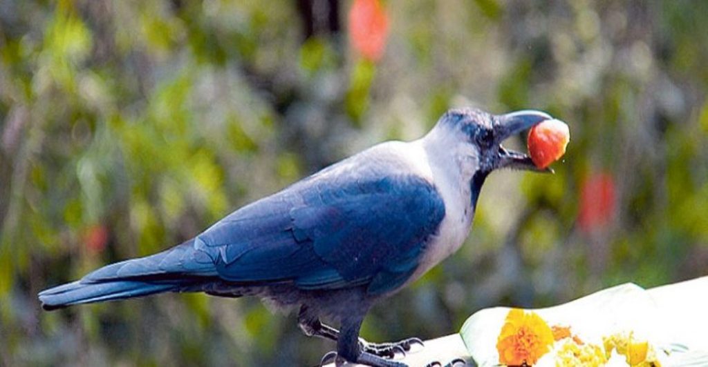 आज हिन्दुहरुले देशभर काग तिहार मनाइँदै